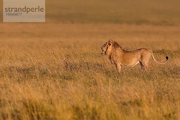 Afrikanischer Löwe (Panthera leo)  Männchen stehend im hohen Gras  Masai Mara National Reserve  Kenia  Afrika