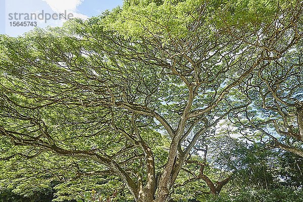 Bäume im Waimea Botanical Garden  Waimea Valley  Hawaii-Insel Oahu  O'ahu  Hawaii  Aloha State  USA  Nordamerika