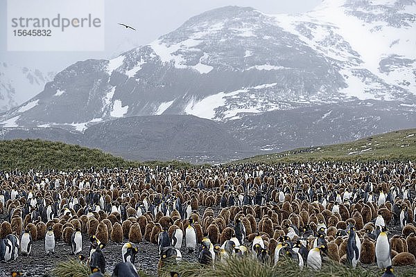 Königspinguine (Aptenodytes patagonicus)  Vogelkolonie mit erwachsenen und jungen Tieren  Salisbury Plain  Südgeorgien  Südgeorgien und die Südlichen Sandwichinseln  Antarktis