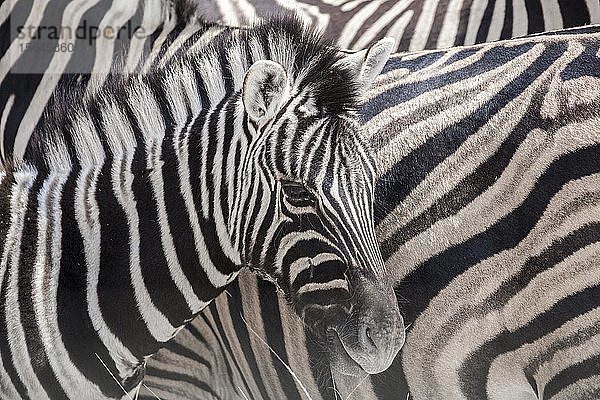 Burchell-Zebras (Equus quagga burchellii)  Fohlen  Tierporträt  Etosha-Nationalpark  Namibia  Afrika