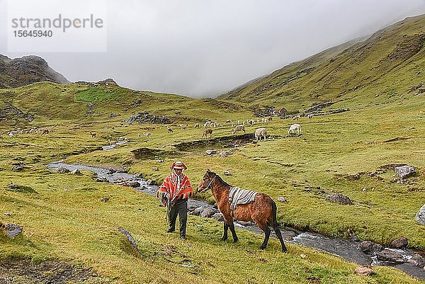Indio-Bergführer mit buntem Poncho und Pferd  Anden  Lares  bei Cusco  Peru  Südamerika