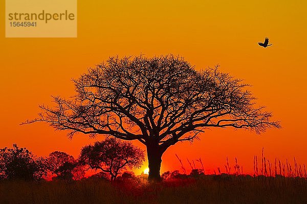 Silhouette der Schirmdorn-Akazie (Acacia tortilis) und des Wegflugvogels (Corythaixoides concolor) bei Sonnenaufgang  Okavango-Delta  Botswana  Afrika