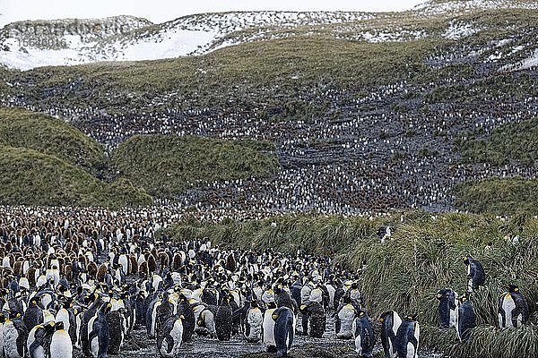 Königspinguine (Aptenodytes patagonicus)  Vogelkolonie mit erwachsenen und jungen Tieren  Salisbury Plain  Südgeorgien  Südgeorgien und die Südlichen Sandwichinseln  Antarktis