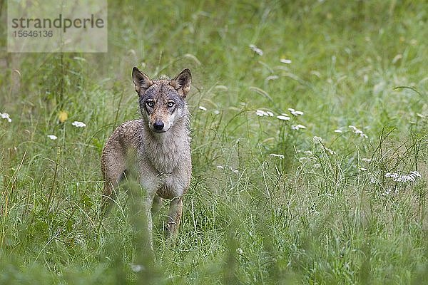 Europäischer Grauwolf (Canis lupus lupus)  in Gefangenschaft  Deutschland  Europa