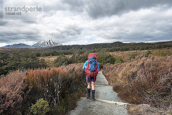Wanderer auf dem Wanderweg Tongariro Northern Circuit  New Zealand Great Walks  Vulkan Mount Tongariro und Mount Ngauruhoe  Tongariro National Park  Nordinsel  Neuseeland  Ozeanien
