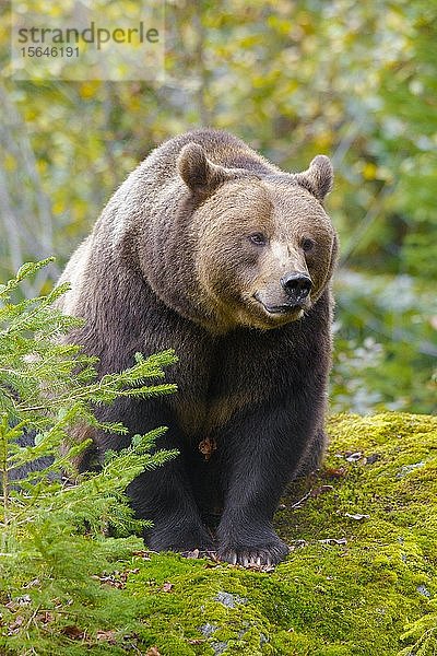 Europäischer Braunbär (Ursus arctos)  Nationalpark Bayerischer Wald  Bayern  Deutschland  Europa