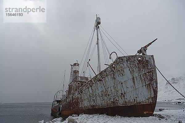 Die Petrel  ein altes Walfangboot auf der verlassenen Walfangstation Grytviken  Südgeorgien  Südgeorgien und die Südlichen Sandwichinseln  Antarktis
