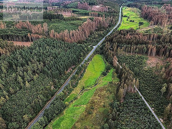 Waldschäden im Naturpark Arnsberger Wald  Sauerland  bei Warstein  Deutschland  Europa