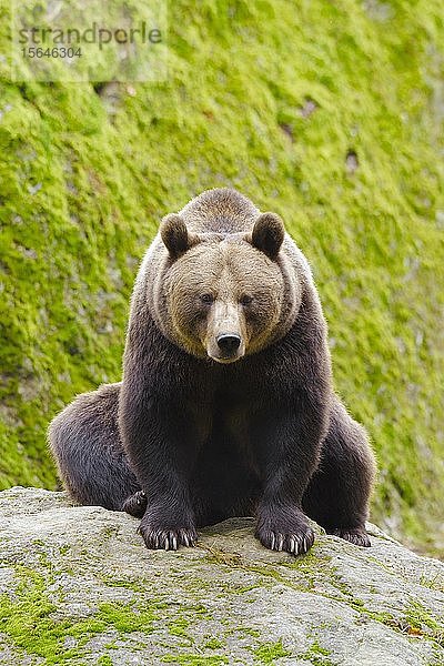 Europäischer Braunbär (Ursus arctos)  sitzend auf Felsen  Nationalpark Bayerischer Wald  Bayern  Deutschland  Europa