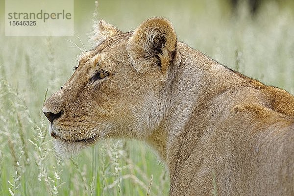 Löwin (Panthera leo)  erwachsenes Weibchen  stehend im hohen Gras  Tierportrait  Kgalagadi Transfrontier Park  Nordkap  Südafrika  Afrika