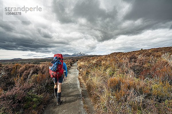 Wanderer auf dem Wanderweg Tongariro Northern Circuit  New Zealand Great Walks  hintere Vulkane Mount Tongariro und Mount Ngauruhoe  Tongariro National Park  Nordinsel  Neuseeland  Ozeanien