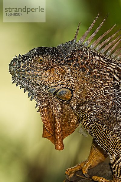 Grüner Leguan (Iguana iguana)  erwachsen  Tierportrait  Regenwald  Costa Rica  Mittelamerika