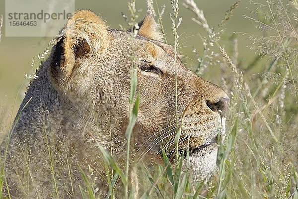 Löwin (Panthera leo)  erwachsenes Weibchen  im hohen Gras  Tierporträt  Kgalagadi Transfrontier Park  Nordkap  Südafrika  Afrika