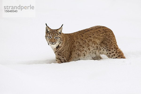 Luchs (Lynx lynx)  läuft durch tiefen Schnee  Nationalpark Bayerischer Wald  Bayern  Deutschland  Europa
