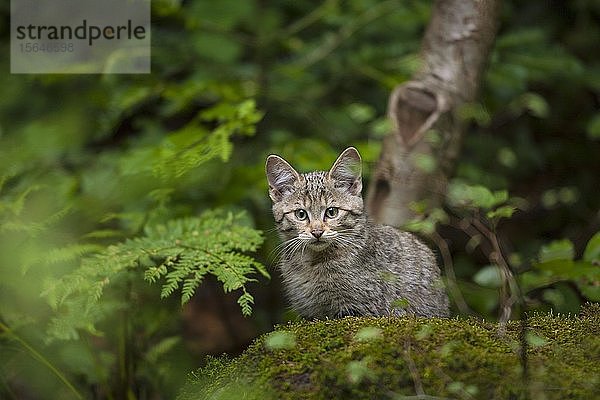 Europäische Wildkatze (Felis silvestris)  Jungtier sitzend im Wald  Nationalpark Bayerischer Wald  Bayern  Deutschland  Europa