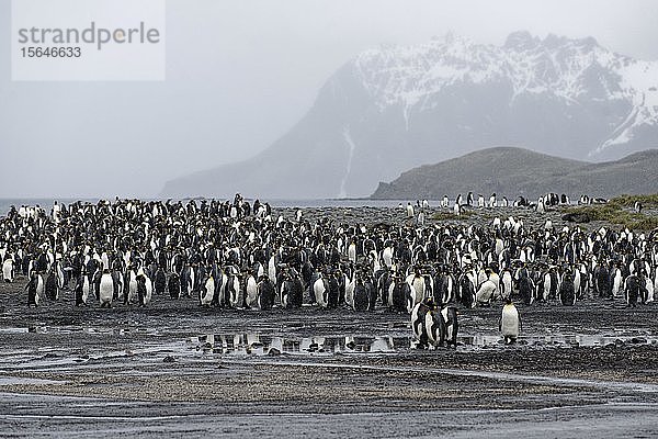 Königspinguine (Aptenodytes patagonicus)  Vogelkolonie mit erwachsenen Tieren  Salisbury Plain  Südgeorgien  Südgeorgien und die Südlichen Sandwichinseln  Antarktis