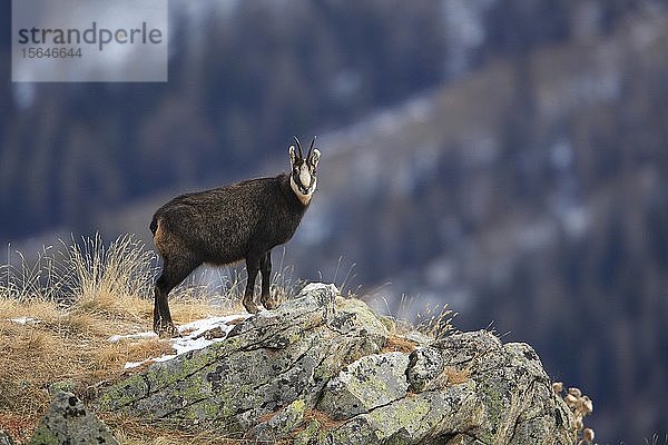 Gämsbock (Rupicapra rupicapra) auf einem Felsen stehend  Nationalpark Gran Paradiso  Italien  Europa