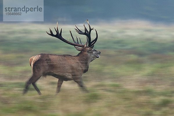 Rothirsch (Cervus elaphus)  männlich  laufend  Dänemark  Europa