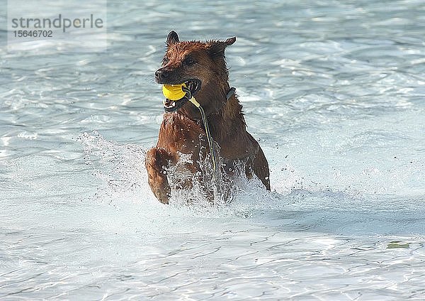 Harzer Fuchs Labrador  Mischling  Hündin  7 Jahre alt  läuft mit Ball im Maul durch das Wasser  Deutschland  Europa