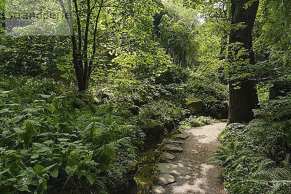 Fußweg durch Farne  Farnschlucht  Botanischer Garten in Nymphenburg  München  Oberbayern  Bayern  Deutschland  Europa