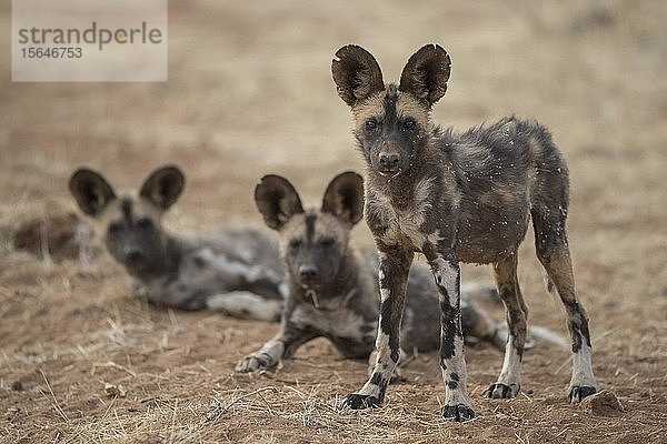 Afrikanische Wildhunde (Lycaon pictus) im privaten Wildreservat Erindi  Namibia  Afrika