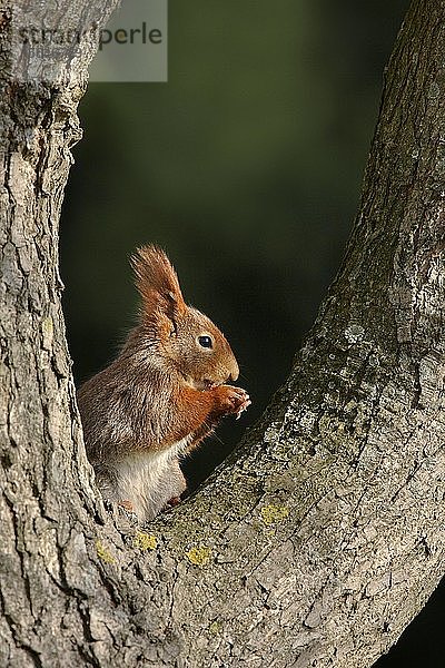 Rotes Eichhörnchen (Sciurus vulgaris)  sitzend in einer Astgabel und fressend  Deutschland  Europa