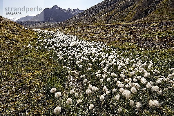 Wollgras (Eriophorum sp.)  Fagridalur  Ostisland  Island  Europa