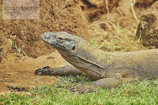 Komodowaran (Varanus komodoensis)  Tierporträt  in Gefangenschaft  Hawaii  USA  Nordamerika