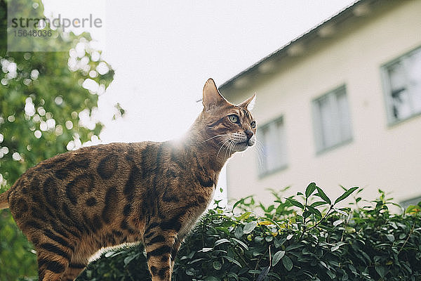 Niedrigwinkelansicht einer Katze  die an einem sonnigen Tag an Pflanzen steht