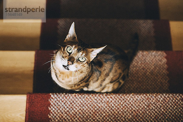 Hochwinkelporträt einer Katze  die zu Hause auf einem Teppich über einer Treppe sitzt