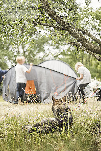 Hund schaut Kinder an  während er sich auf dem Rasen des Campingplatzes ausruht