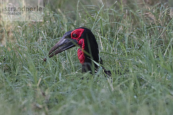 Südlicher Nashornvogel  Bucorvus leadbeateri  Jagd durch langes Gras  Voi  Tsavo  Kenia