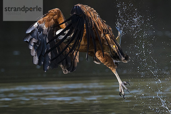 Schwarzhalsbindenbussard (Busarellus nigricollis) beim Fischen  Pantanal  Mato Grosso  Brasilien