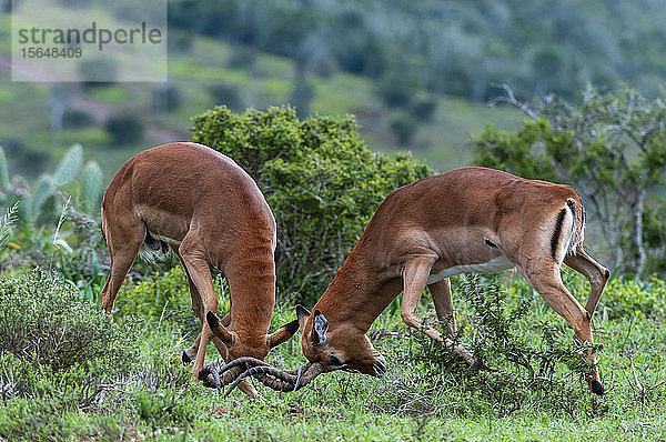 Impala (Aepyceros melampus) im Kampf  Kariega-Wildreservat  Südafrika