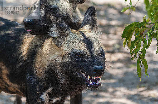 Wildhund (Lycaon pictus)  in Gefangenschaft  Hoedspruit Endangered Species Centre  Kapama Game Reserve  Südafrika