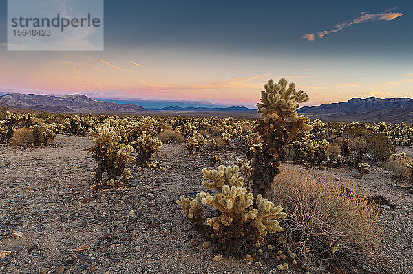 Cholla-Kaktusgarten  Joshua-Baum-Nationalpark  Kalifornien  USA