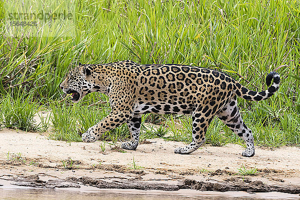 Jaguar (Panthera onca) zu Fuss am Flussufer  Pantanal  Mato Grosso  Brasilien