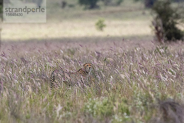 Gepard  Acynonix jubatus im hohen Savannengras Voi  Tsavo  Kenia