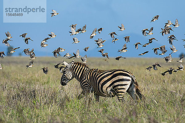 Schwärme von Rauchschwalben  Hirundo rustica  überfliegen Zebra  Equus quagga  Voi  Tsavo  Kenia