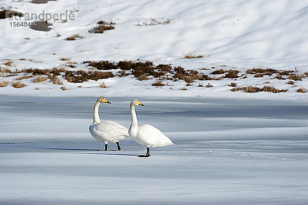 Zwei Schwäne  gefrorener See Ostadvatnet  Lofoten  Norwegen