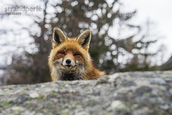 Rotfuchs (Vulpes vulpes)  Gran Paradiso-Nationalpark  Aostatal  Italien