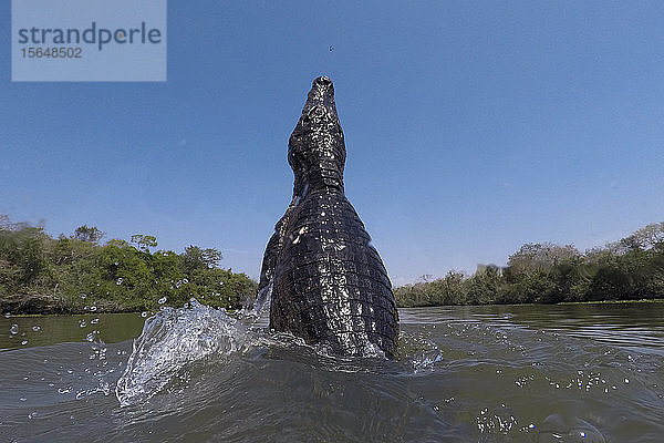 Jacare-Kaiman (Caiman yacare) springt im Fluss auf  Pantanal  Mato Grosso  Brasilien