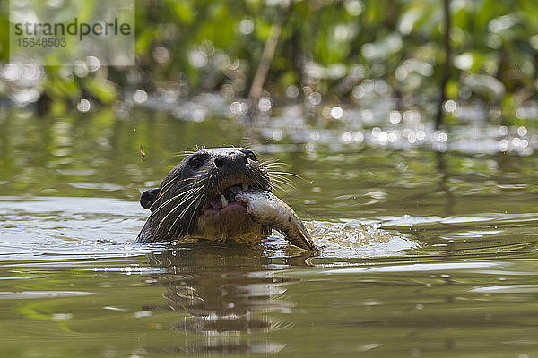Riesenotter (Pteronura brasiliensis) frisst Fische im Fluss  Pantanal  Mato Grosso  Brasilien