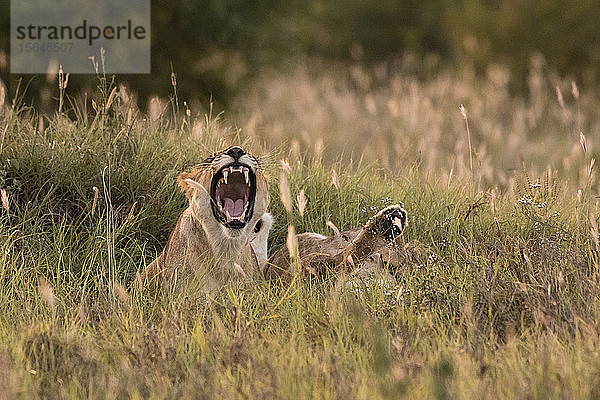 Löwin  Panthera leo  Voi  Tsavo  Kenia