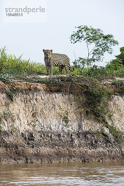 Jaguar (Panthera onca) am Flussufer  Pantanal  Mato Grosso  Brasilien