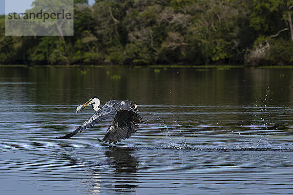 Cocoi-Reiher (Ardea cocoi) fliegt an der Flussoberfläche vorbei  Pantanal  Mato Grosso  Brasilien