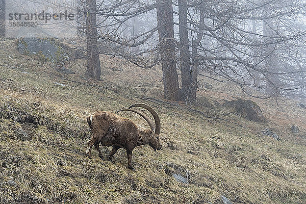 Alpensteinbock (Capra ibex)  Gran Paradiso Nationalpark  Aostatal  Italien