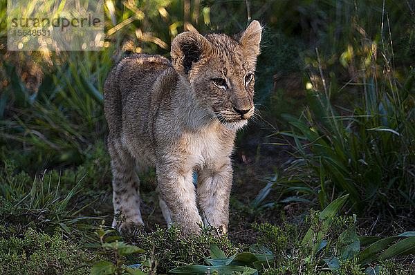 Löwenjunges (Panthera leo)  Kariega-Wildreservat  Südafrika