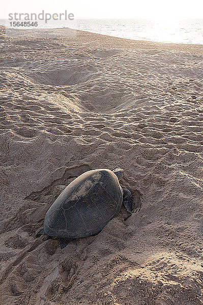 Grüne Schildkröte am Strand auf dem Weg zurück ins Meer  Ras Al Jinz  Oman
