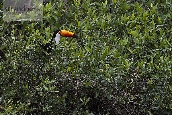 Toco-Tukan (Ramphastos toco) ruht im Baldachin  Pantanal  Mato Grosso  Brasilien